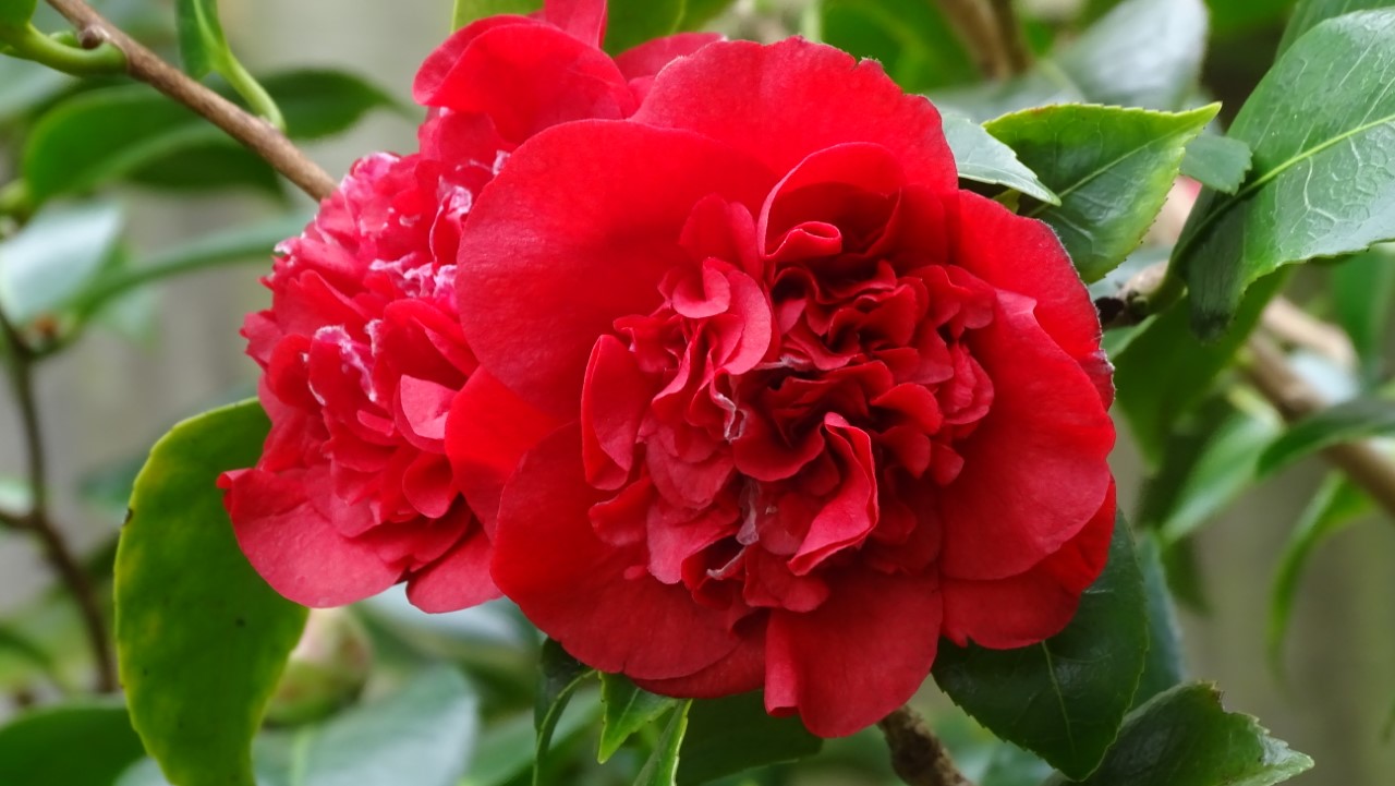 C. x williamsii 'Ruby Wedding' AGM